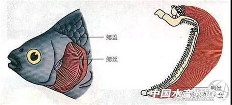 八子缺水 養魚